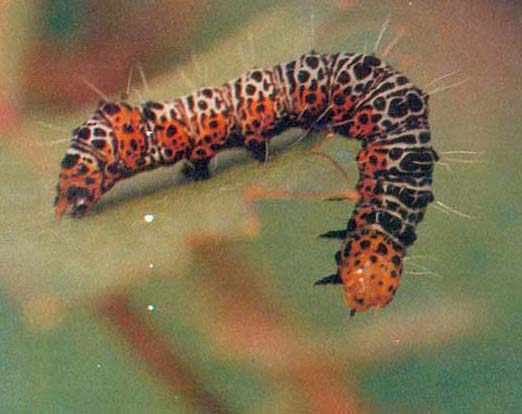  p>葡萄虎蛾,seudyra subflava moore,属鳞翅目 a href="#">虎蛾科 /a