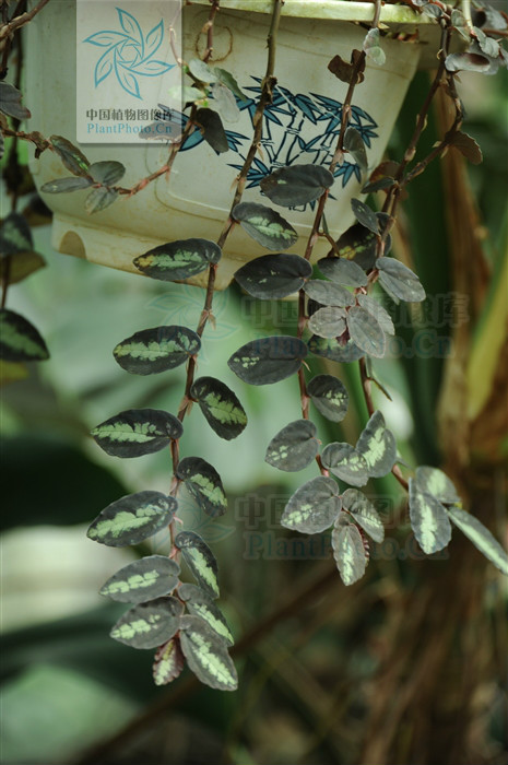  p data-id="tbjc0mxgltij">吐烟花( i>pellionia repens /i> (lour.