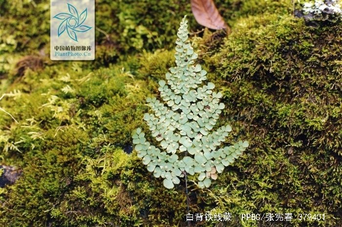 p>白背铁线蕨(学名: i>adiantum davidii /i> franch.