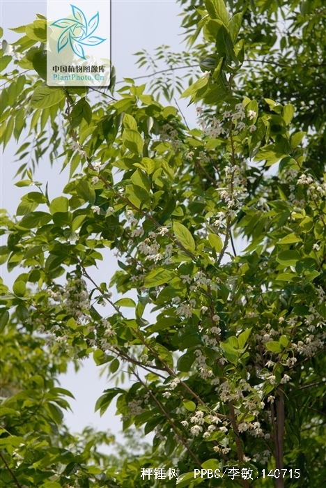  p>秤锤树(学名: i>sinojackia xylocarpa hu /i>)是安息香科,秤锤树