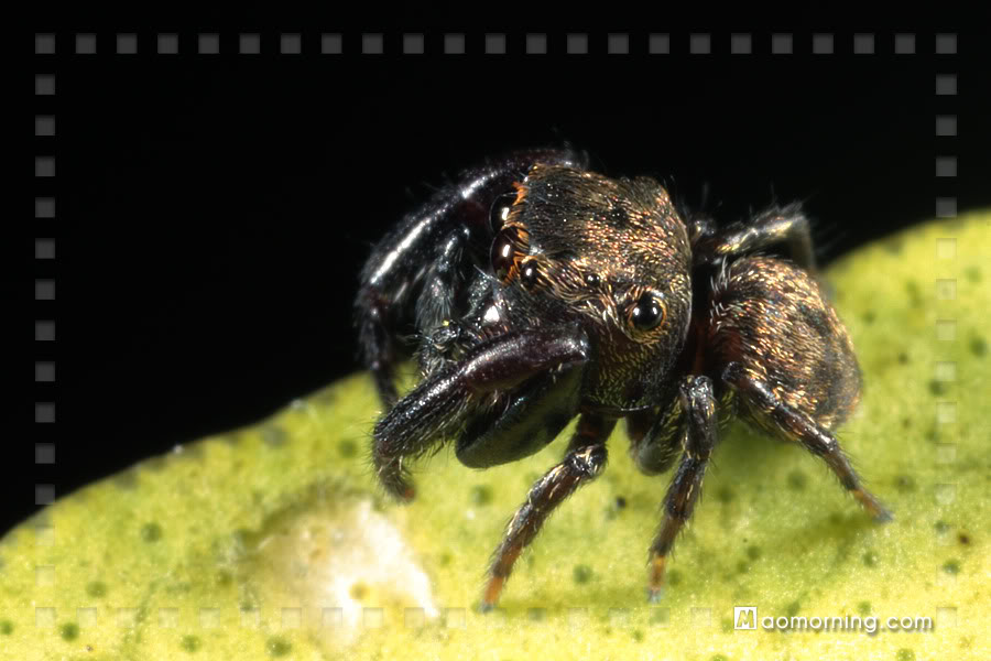  p>菱头跳蛛(bianor hotingchlehi schentel)为蛛形纲,蛛形目,跳蛛科