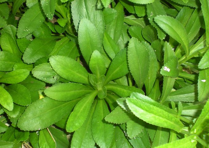  p>矮滨菊(学名: i>leucanthemum vulgare /i> cv " i>short