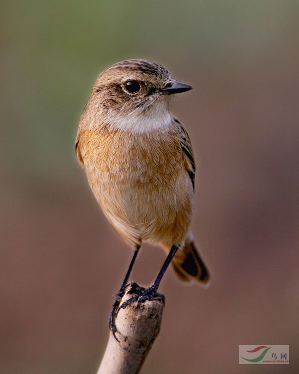 p>雀形目(学名:passeriformes)是鸟类中最为庞杂的一目,为中,小型 a