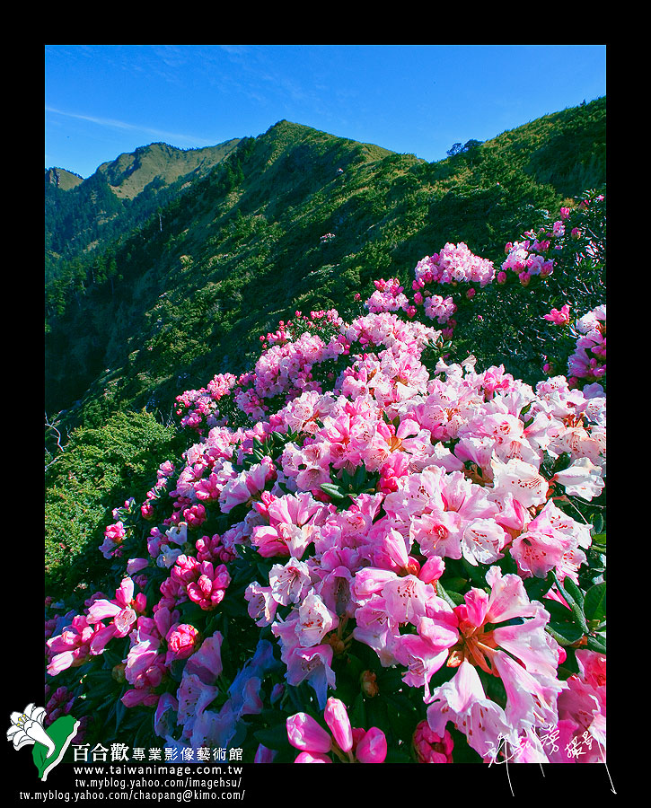 rhododendron morii hayata