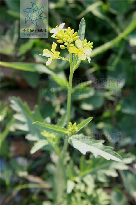  p>欧亚蔊菜(rorippa sylvestris (l.) besser),十字花科蔊菜属植物.