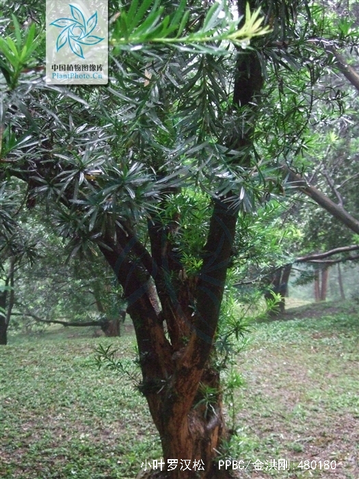 小罗汉松