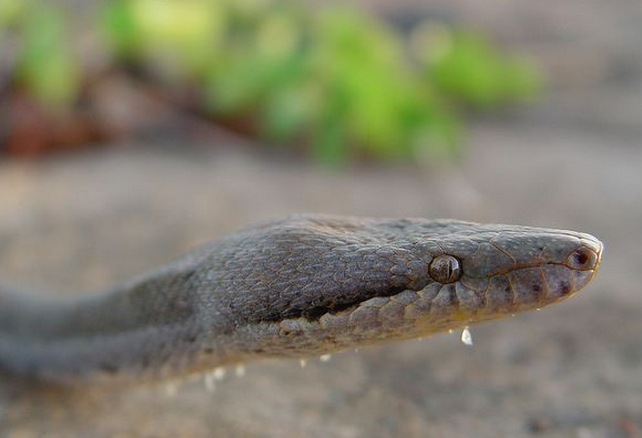  p>岛螣(学名:casarea dussumieri),中文亦称岛蚺,世界珍稀蛇类