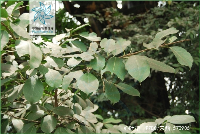  p>心叶榕,乔木,高约15米,通常附生,树皮灰色,干后有绉槽.