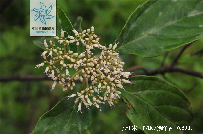  p>水红木(学名: i>viburnum cylindricum /i> buch. -ham. ex d.