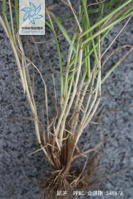 是禾本科,鼠茅属一年生 a href="#" data-lemmaid="541696">草本 /a>