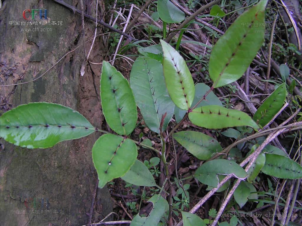 zanthoxylum nitidum (roxb.) dc.