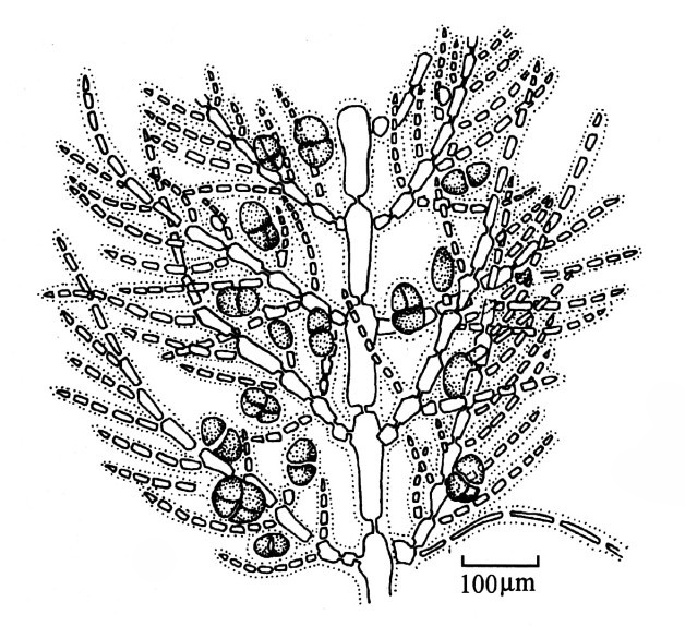  p>对丝藻的藻体纤细,丝状,丛生,由单列细胞组成,高0.5~1.
