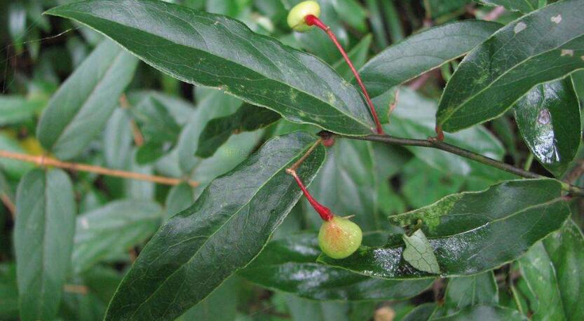  p>青藤属(学名:illigera bi), a target="_blank" href="/item/莲叶