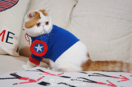  p data-id="gnyu5xlp3r">红小胖snoopy是一只红色梵纹 a target="