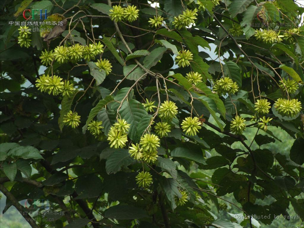 薄叶喜树(变种)