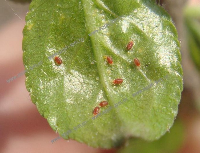  p>红蜘蛛,又名棉红 a href="#">蜘蛛 /a>,俗称 a href="#" data