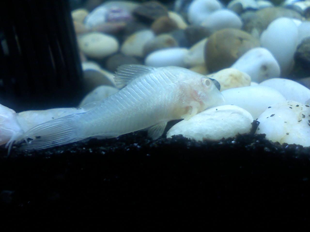  p>和尚鱼(geophagus balzanii):杂食性,体形圆润,个性温和接近于关刀