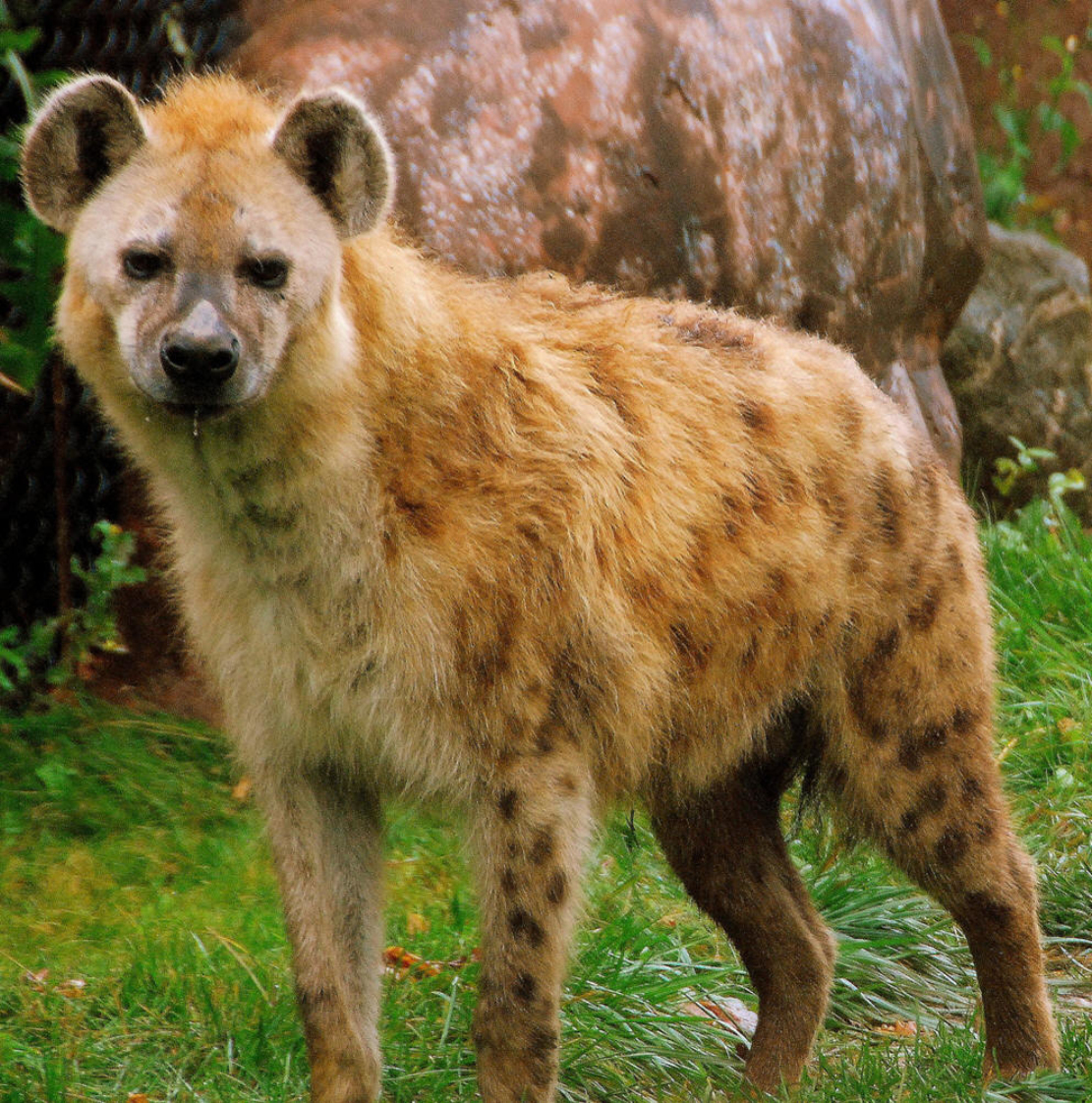 brunnea),又名 a target="_blank" href="/item/棕鬣狗/4833962"