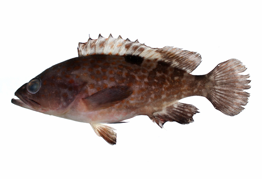  p>赤点石斑鱼(学名: i>epinephelus akaara /i>)是石斑鱼科,石斑鱼属