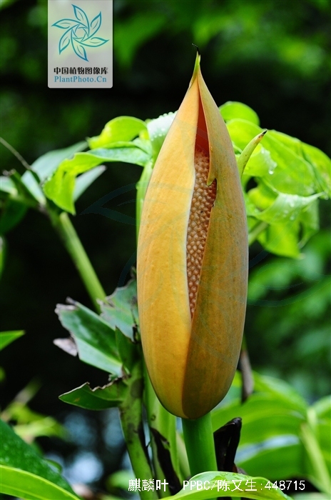  p>麒麟叶(学名: i>epipremnum pinnatum /i> (l.) engl.