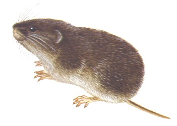  a href="#" data-lemmaid="8306677">沼泽田鼠 /a>,远东田鼠,大田鼠