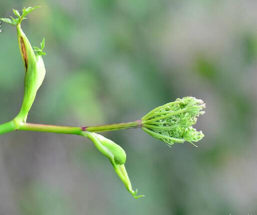 ostericum viridiflorum (turcz.) kitagawa