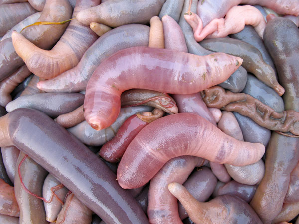  p>单环刺螠(urechis unicinctus ),俗名: b> a target="_blank" href