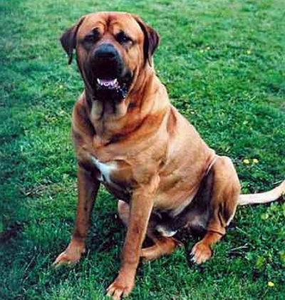 qsbqr3wbcw">加纳利犬是食肉目犬科犬属哺乳动物,又称西班牙加纳利犬