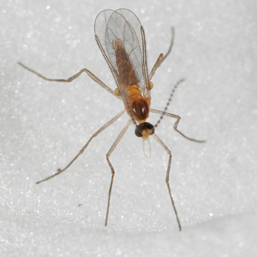  p>蚊科(学名culicidae)是 a href="#" data-lemmaid="1622302">昆虫