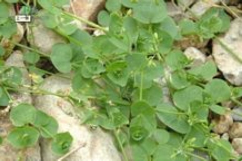  p>荷莲豆草(学名:drymaria diandra blume)是 a target="_blank"