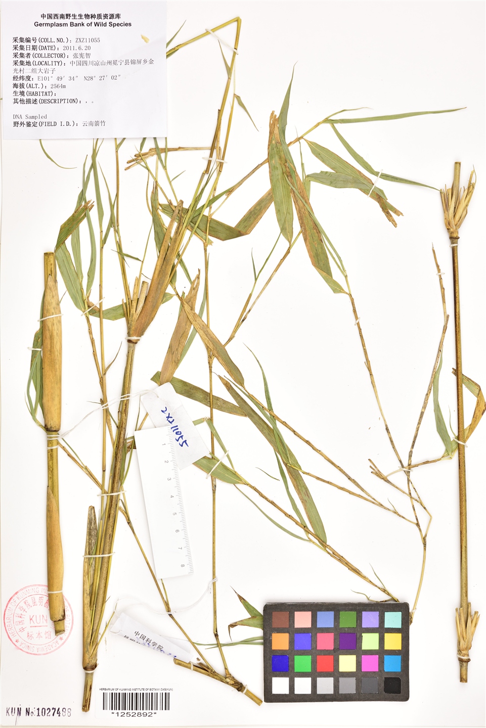  i>fargesia yunnanensis /i> hsueh et yi)是禾本科,箭竹属灌木状或