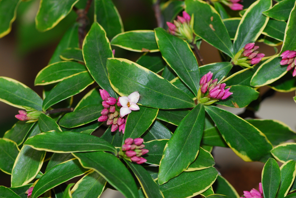 喜温暖,湿润,凉爽,不耐严寒,忌暑热,是瑞香科植物. /p>