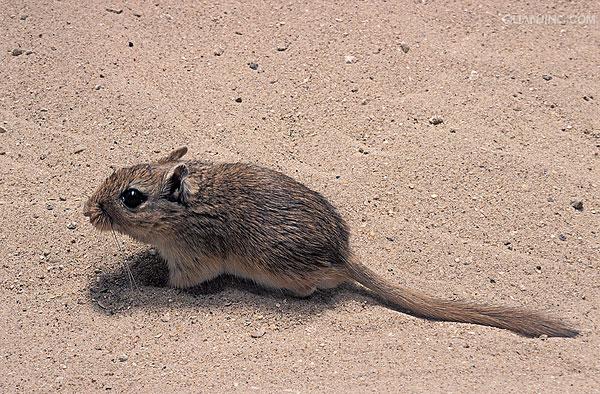  p>沙鼠(gerbillinae)是一个包含共15属约110个物种的亚科,广泛分布于