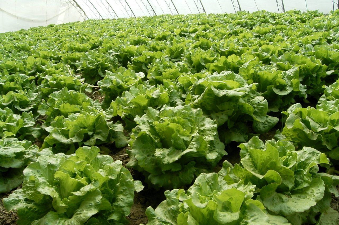 绿叶,叶柄和嫩茎为产品的 a target="_blank" href="/item/速生蔬菜