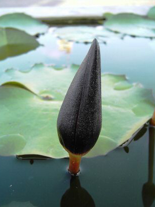 nymphaea black beauty