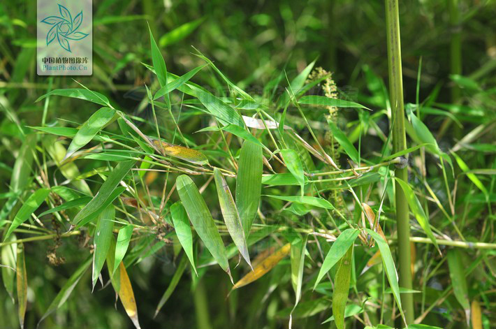 笋味甘美,竿韧性强,宜劈篾供编织,也可整竿使用. /p>