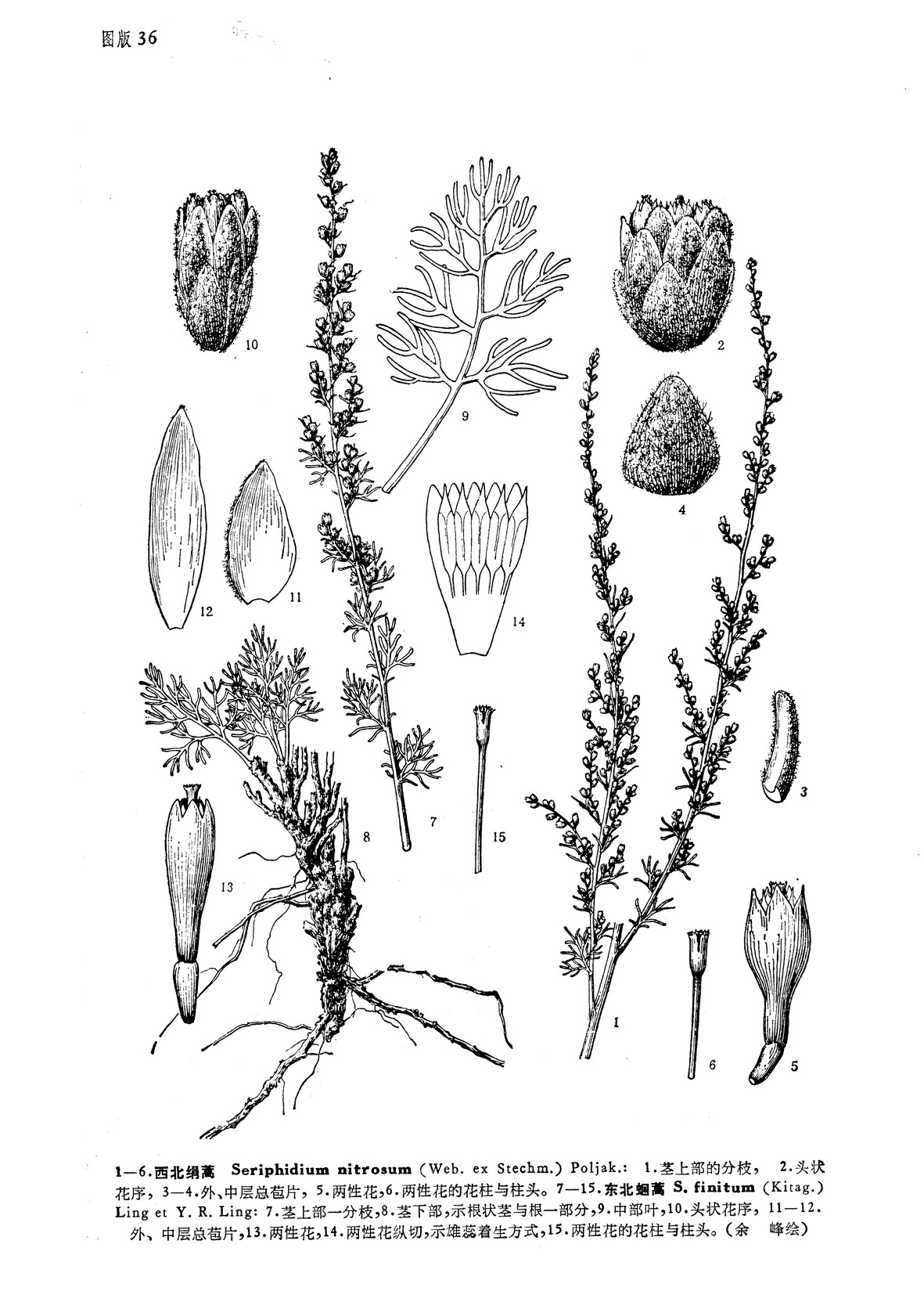 西北绢蒿原变种