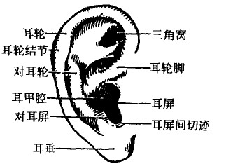  p data-id="gnwvm7vl3n">耳朵位于眼睛后面,它具有辨别振动的功能,能