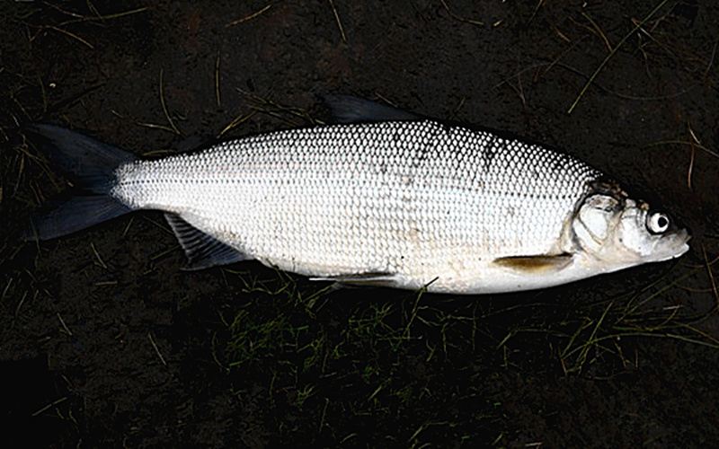  p>乌苏里白鲑(学名 i>coregonus ussuriensis /i>)是鲑科,白鲑属的一