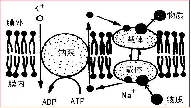  p>逆向转运,继发性主动转运中被转运的物质 a target="_blank" href=