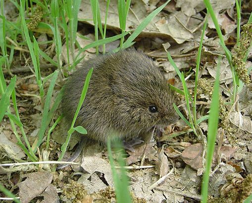  p>普通田鼠(学名:microtus arvalis)体长126~128mm,吻部短而钝,耳壳