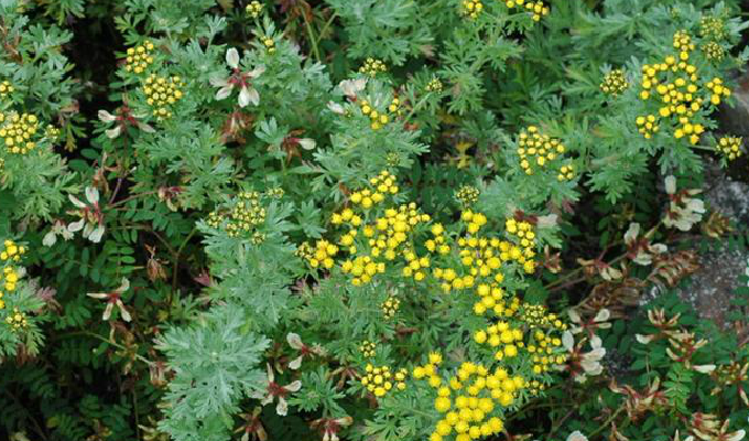  p data-id="gnb6h4iaig">细裂亚菊( i>ajani