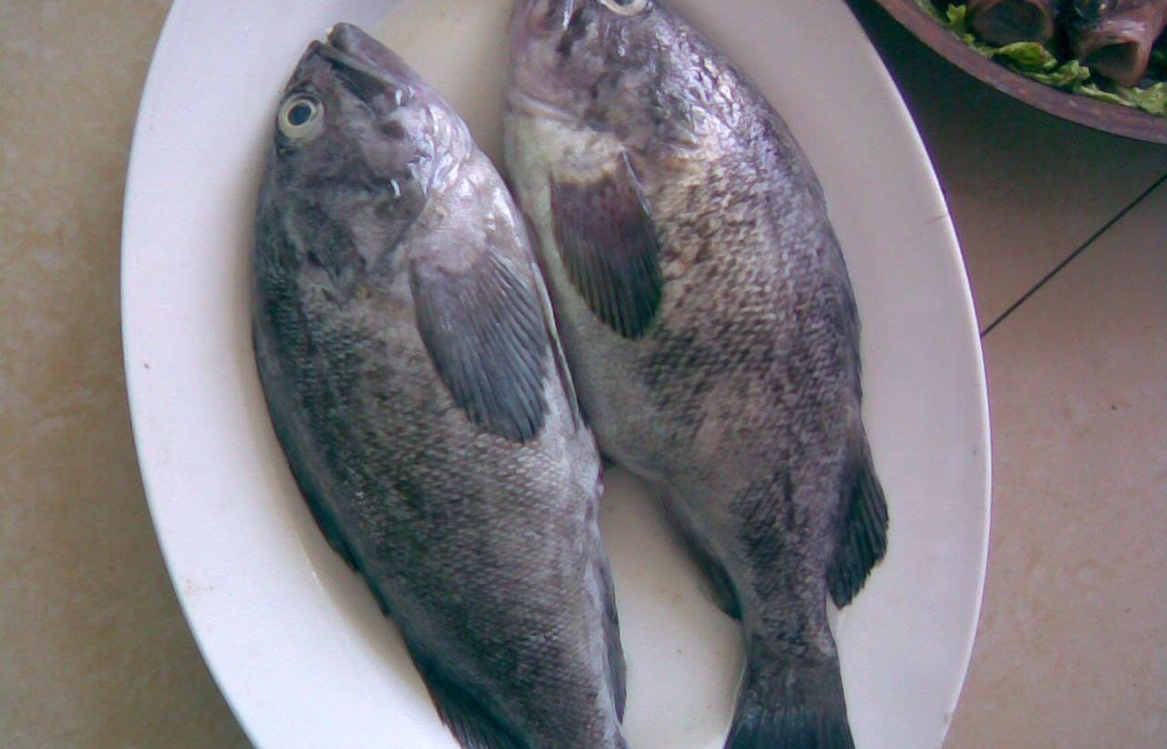  p>黑头鱼为铀形目蚰科平鲐的一种,又称黑石鲈,黑头, a href="#" data