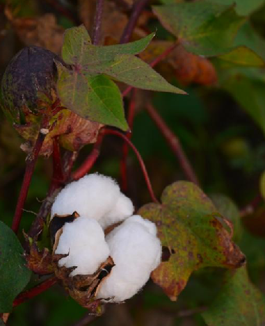  p>棉属(学名: i>gossypium /i> linn.