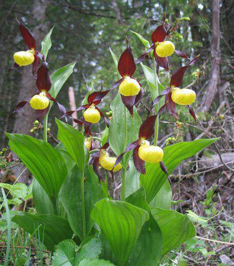  p>杓兰(学名: i>cypripedium calceolus /i>  l.