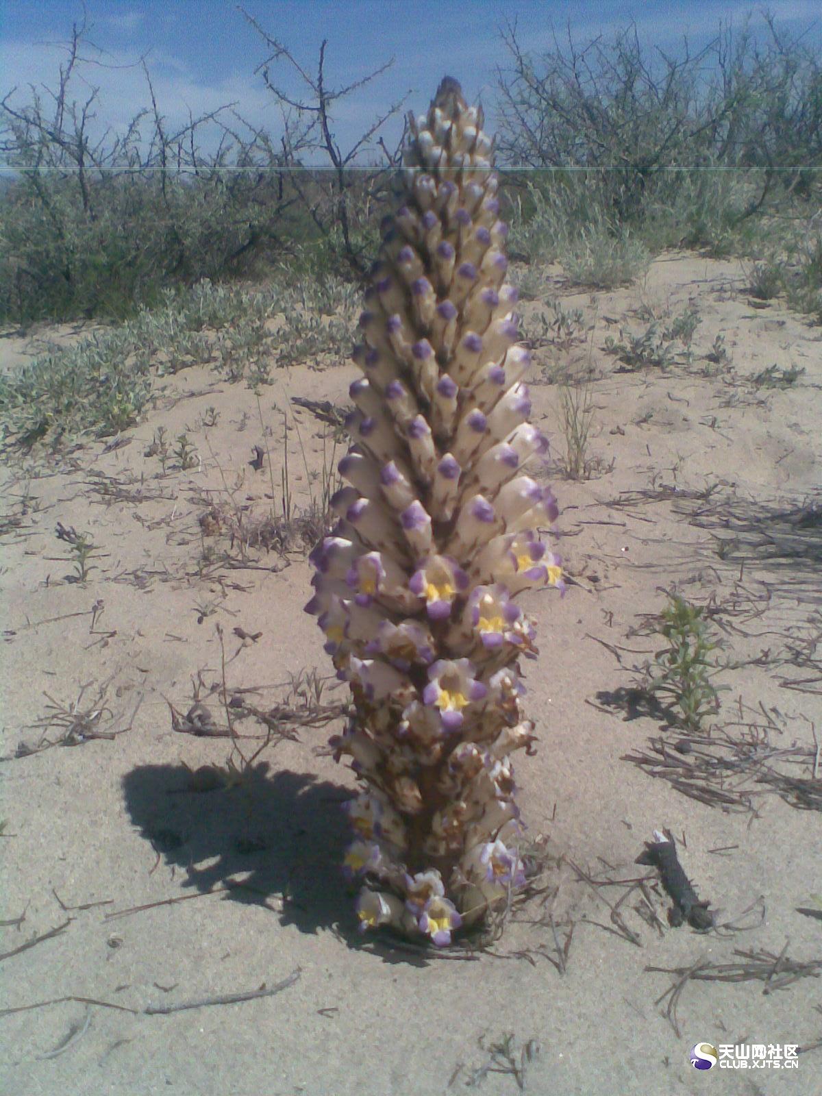  p>沙苁蓉,植株高15--70厘米.