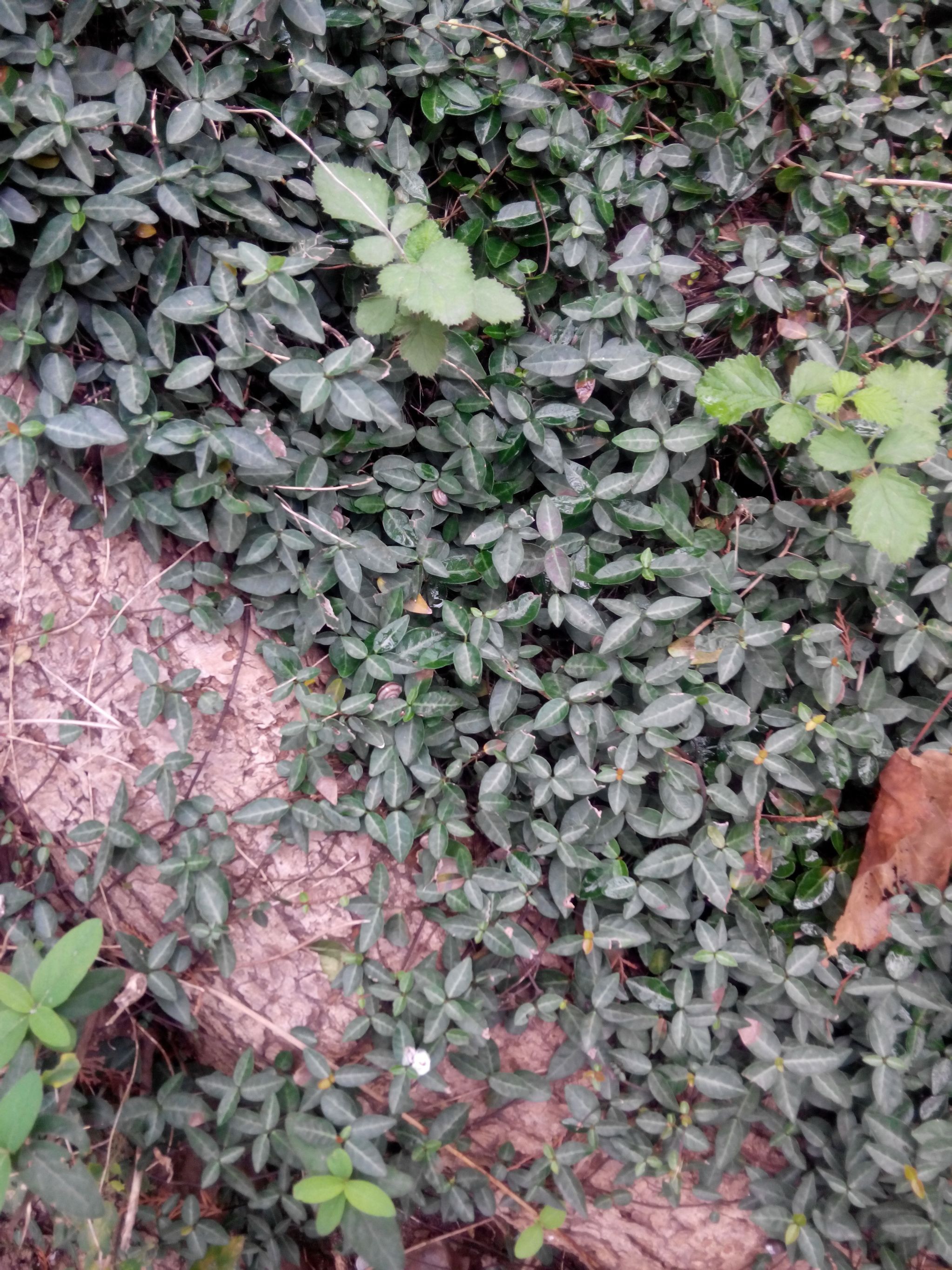  p>地被植物是指那些株丛密集,低矮,经简单管理即可用于代替草坪覆盖