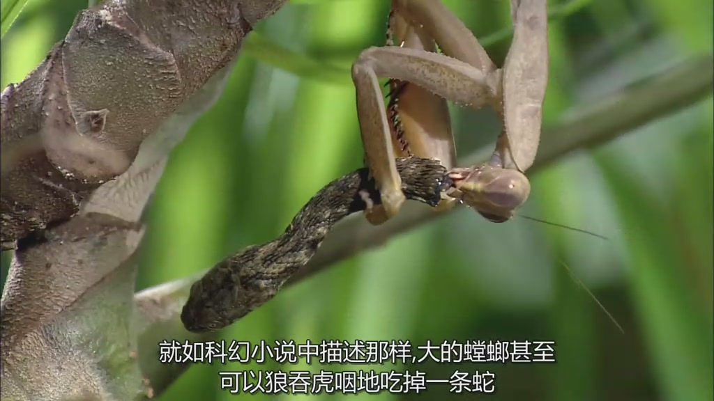 非洲巨螳