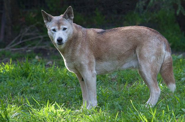  p>澳洲野犬(学名: i>canis lupus dingo /i>):是哺乳纲,犬科的 a