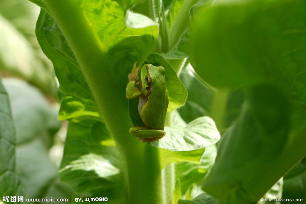 p>绿彩蛙为马达加斯加蛙科,属于脊索动物门,两栖纲
